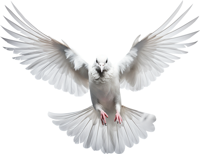 Dove
